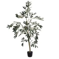 4ft. Potted Olive Tree