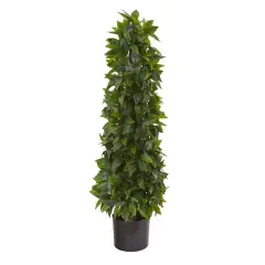 3ft. Potted Sweet Bay Cone Topiary Tree