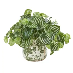 12" Watermelon Peperomia Arrangement in Vase 