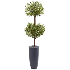 6ft. Double Olive Tree in Gray Planter