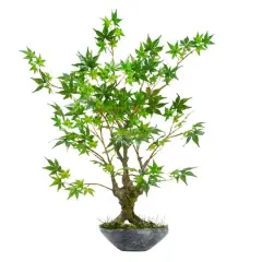 2.5ft. Maple Bonsai Tree in Decorative Bowl Planter