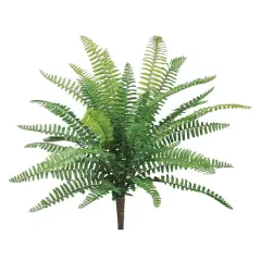 UV Protected Boston Fern Bush 