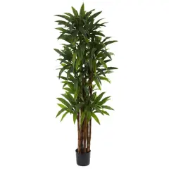 6.5ft. Potted Dracaena Tree