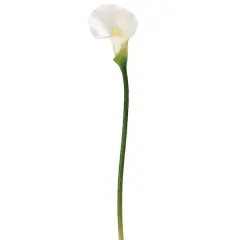 White Calla Lily Stem