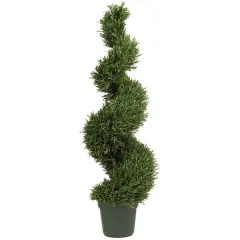 4ft. Potted Rosemary Spiral Tree