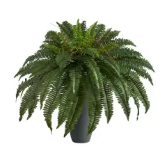2.5ft. Boston Fern Plant in Gray Planter