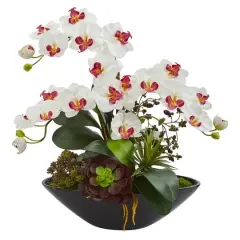 21" Moth Orchid & Mixed Succulent Garden Arrangement in Black Vase White