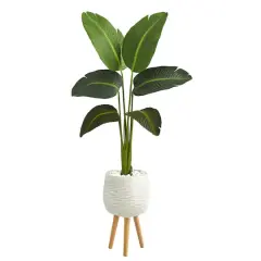 5ft. Travelers Palm Plant in White Planter with Stand