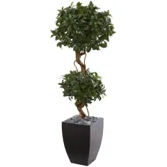 4.5ft. Sweet Bay Double Topiary Tree in Black Planter
