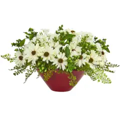 10" Cream Daisy Arrangement in Red Vase
