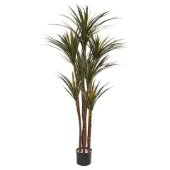 5.5ft. Giant Potted Yucca Tree