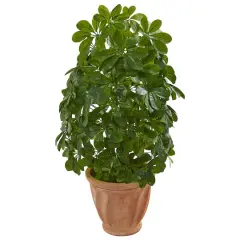 3ft. Baby Umbrella Plant in Terra Cotta Planter