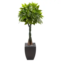 5ft. Money Tree in Black Square Planter