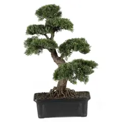 24in. Potted Cedar Bonsai