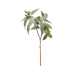 Eucalyptus Seed Spray