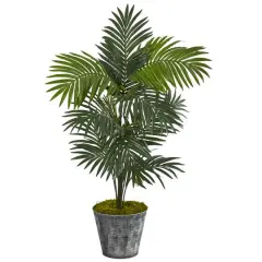5ft. Kentia Palm Tree in Decorative Tin Bucket