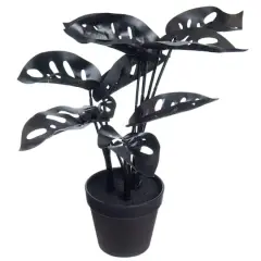 14.5" Potted Broken Heart Monstera by Ashland&reg;