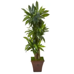 5ft. Corn Stalk Dracaena Plant in Brown Planter