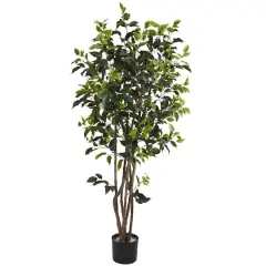 5ft. Potted Ficus Tree