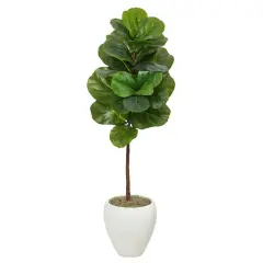 4.5ft. Fiddle Leaf Fig Tree in White Planter