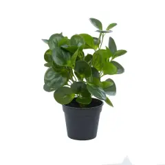 Green Plastic Traditional Artificial Foliage, 10" x 7" x 13"