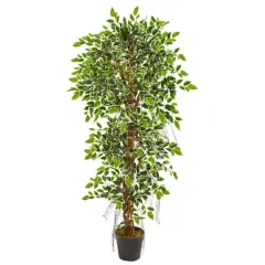 5ft. Potted Elegant Ficus Tree