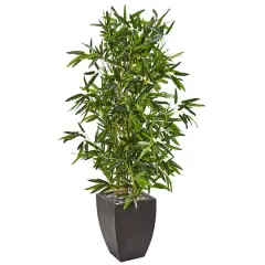 5ft. Bamboo Tree in Black Planter