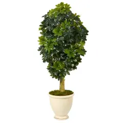 5ft. Schefflera Tree in Decorative Urn