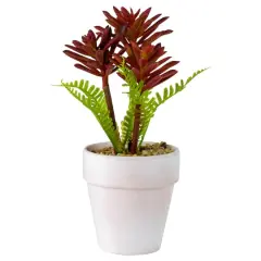 8" Red And Green Succulent Fern In Ceramic White Pot