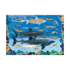 Smart Kids Collection - Sharks: 100 Pcs