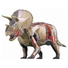 4D Vision&trade; Triceratops Anatomy Model