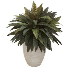 2.5ft. Peacock Plant in Sand Colored Oval Planter
