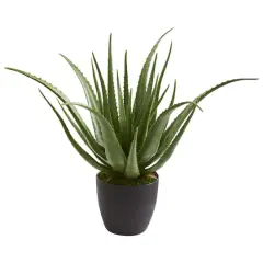 2ft. Potted Aloe Plant