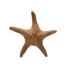 Hello Honey&reg; 11" Brown Stoneware Starfish Decoration