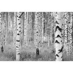 Komar Birch Forest Wall Mural