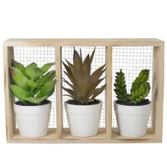 10.75" Mixed Potted Succulents in Wooden Box