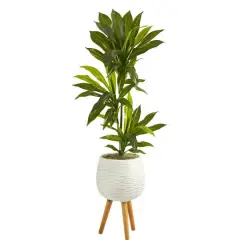 4ft. Dracaena Plant in White Planter with Stand