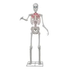 8ft. Skeleton by Ashland&reg;