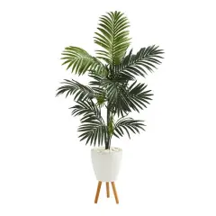 6ft. Kentia Palm Tree in White Planter with Stand