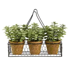 7" Potted Jade Garden Plants in Hanging Wire Planter