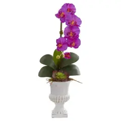 2ft. Phalaenopsis Orchid & Succulent Arrangement in Urn Purple