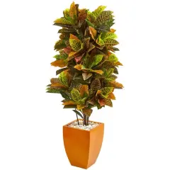 5.5ft. Croton Plant in Orange Planter