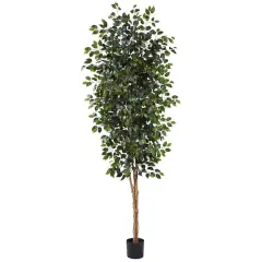 8ft. Potted Ficus Tree