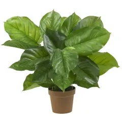 2.25ft. Potted Large Leaf Philodendron Plant
