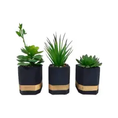 Succulents in Modern Painted Cement Pot Set