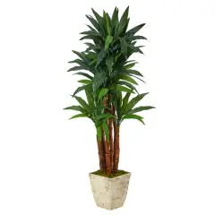 5ft. Dracaena Tree in Country White Planter