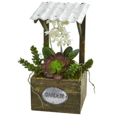 14" Green Moth Orchid & Succulent in Garden Arrangement