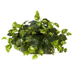 15" Pothos Ledge Plant