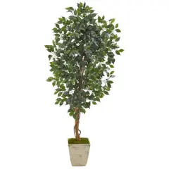 5.4ft. Ficus Tree in Country White Planter