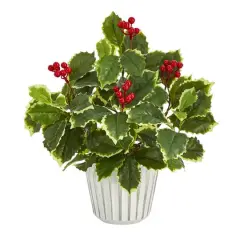13" Variegated Holly Plant in White Planter